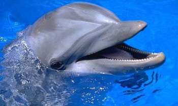 Dolphin-face