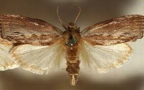 great water moth