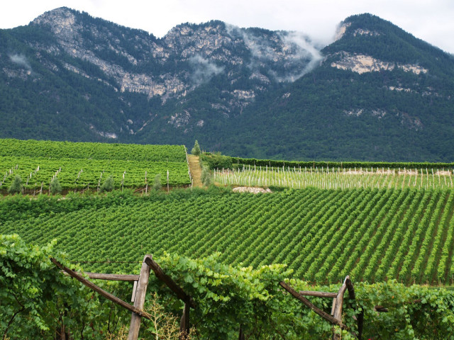 South-Tyrol-vineyard