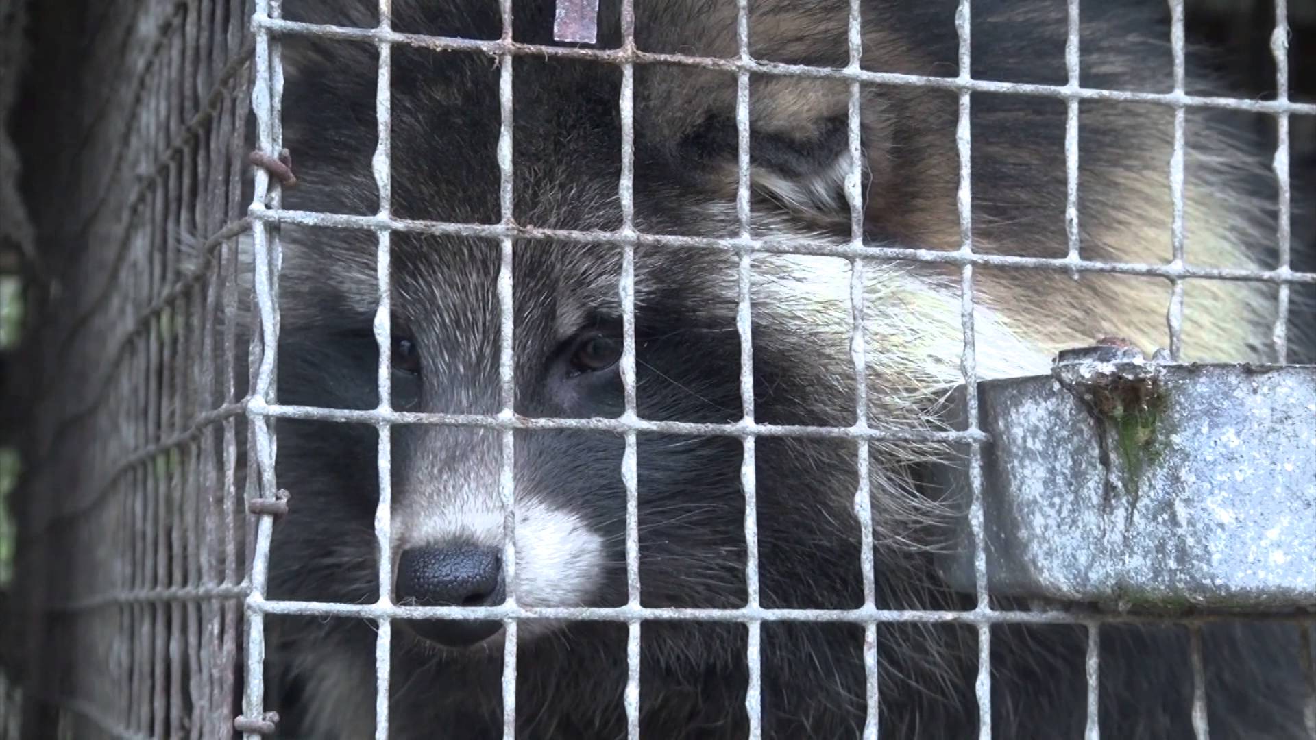 London Fashion Week: FOUR PAWS protests against the use of fur by Burberry