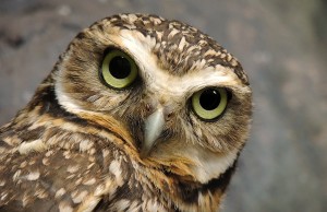 10 Animals with Amazing Hearing