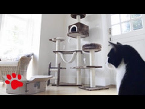Cutest Cat Video Ever!