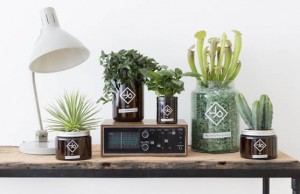 Express your feminine side with a Vitamin Plant For Men vitamin plants for men