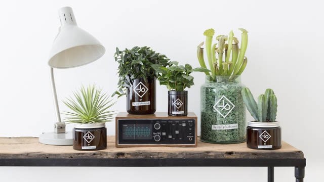 vitamin plants for men