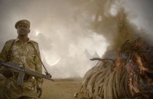 The Ivory Game Review