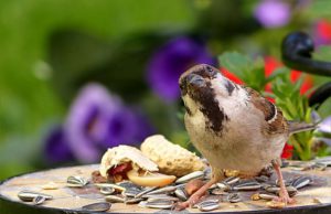 How to protect the wildlife in your garden bird in garden