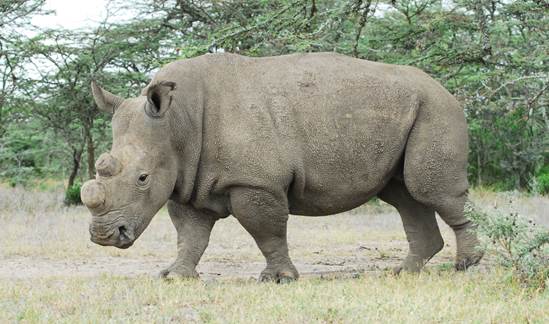 sudan the last rhino
