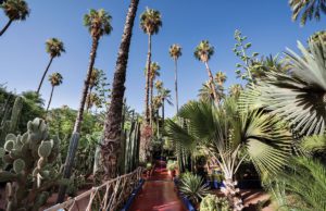 Discover Marrakech’s Yves Saint Laurent Jardin Majorelle. Photo by Alan Keohane