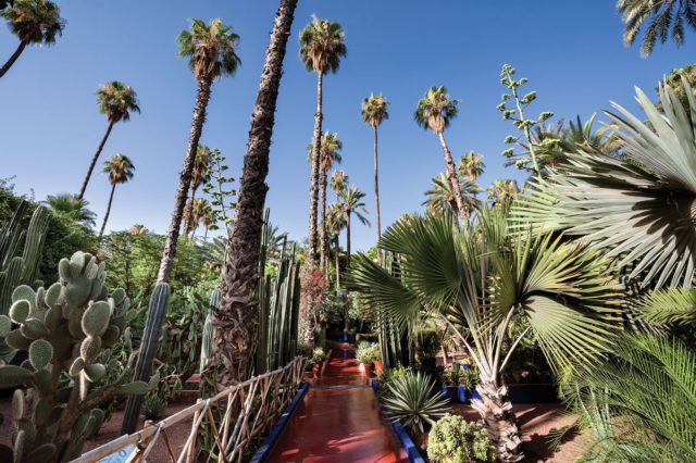 Jardin Majorelle. Photo by Alan Keohane
