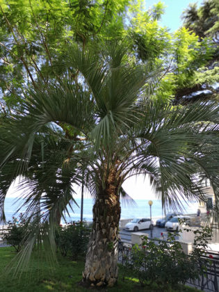 Sorrento by air and land