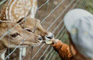 What do you need to know before starting a career in animal care? zoo animal care