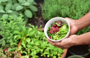 Where Should You Place Your First Vegetable Garden? vegetable garden