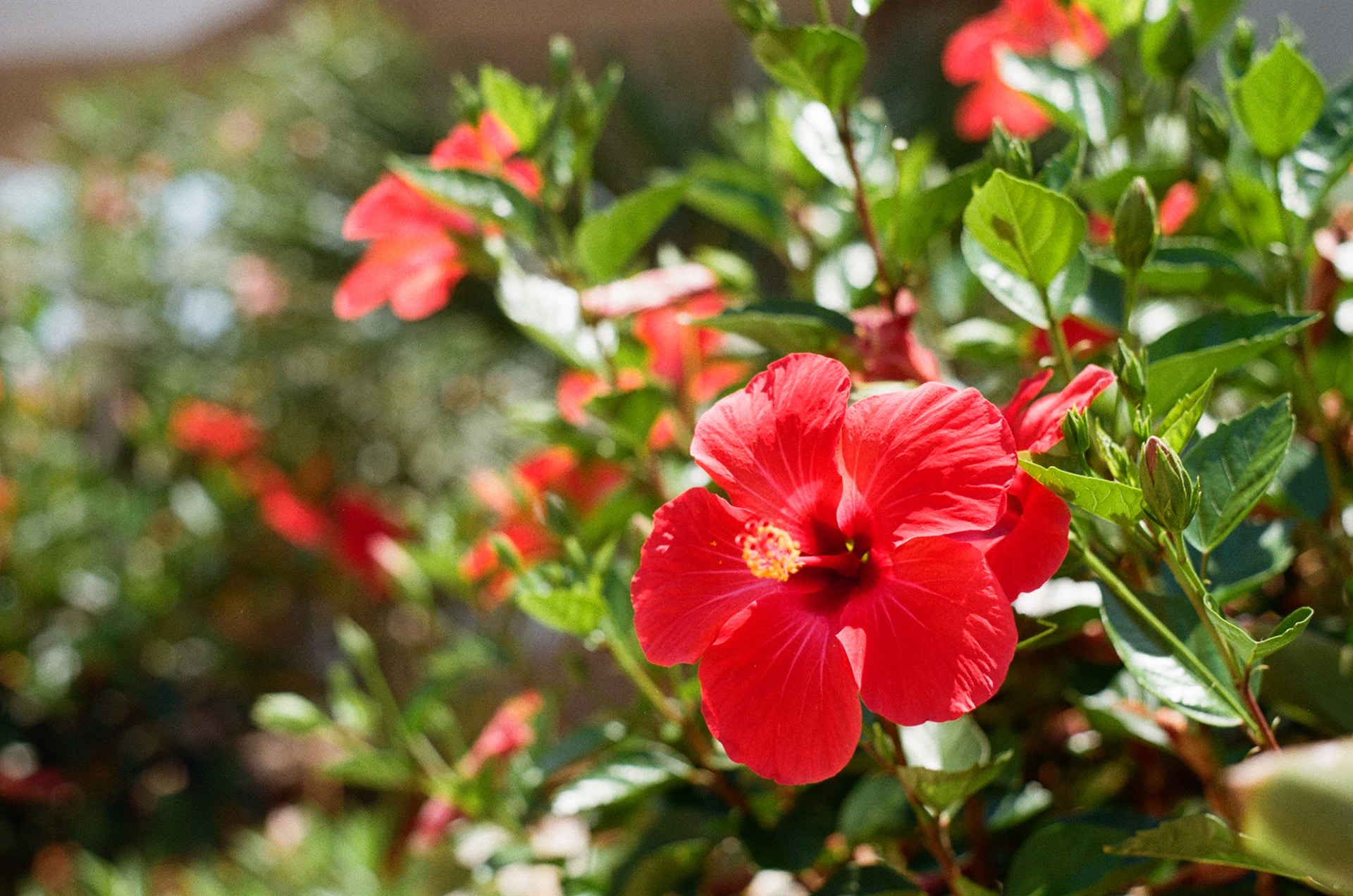 Photo of red hibiscus flower