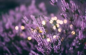 Send Flowers to France: Discover Iconic Blooms, Meaningful Moments, and Seamless Delivery