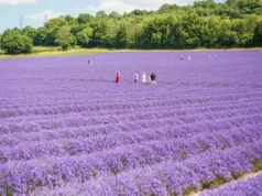Lavender Fever: Bloom & Wild Reveals the UK’s Most-Loved Lavender Farms to Visit This Summer