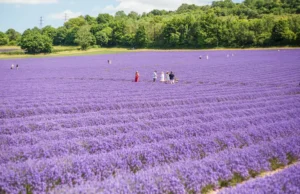 Lavender Fever: Bloom & Wild Reveals the UK’s Most-Loved Lavender Farms to Visit This Summer