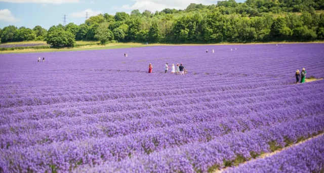 Lavender Fever: Bloom & Wild Reveals the UK’s Most-Loved Lavender Farms to Visit This Summer
