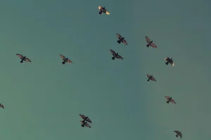 Boomtown Festival 2021 POSTPONED – Returns 10th-14th August 2022