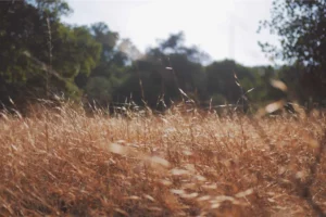 What Essential Repairs Can You Do to Your Vehicle? - Flavourmag