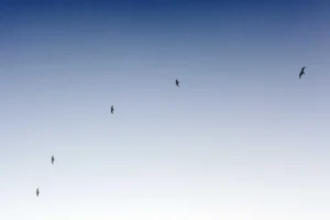 51st Festival - Saturday 20th August 2022 - Last chance to get tickets - Flavourmag