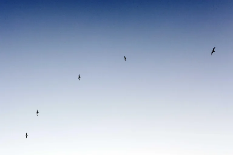 51st Festival - Saturday 20th August 2022 - Last chance to get tickets - Flavourmag