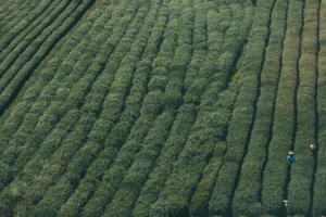 Using Alternative Payment Methods at an Online Casino: What are the Benefits? - Flavourmag