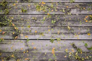 What’s On: Backyard Cinema is back