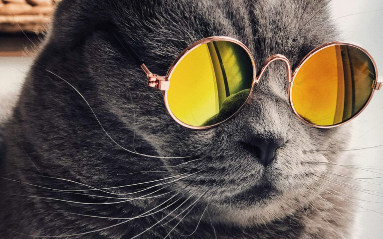 Russian Blue Cat wearing sunglasses